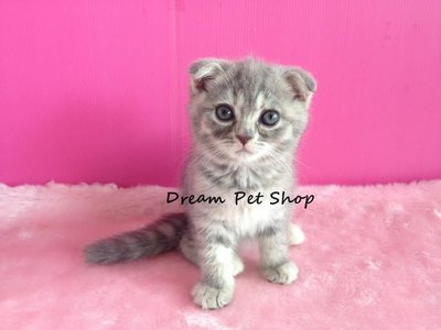 Scottish Fold 03 - Scottish Fold Cat