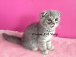 Scottish Fold 03 - Scottish Fold Cat