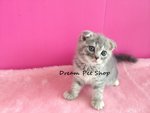 Scottish Fold 03 - Scottish Fold Cat