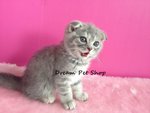 Scottish Fold 03 - Scottish Fold Cat