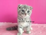 Scottish Fold 03 - Scottish Fold Cat