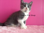 British Short Hair - British Shorthair Cat
