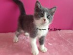 British Short Hair - British Shorthair Cat