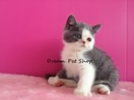 British Short Hair 01 - British Shorthair Cat