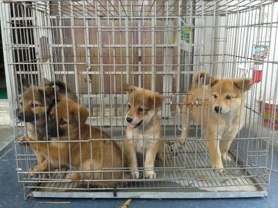 German Shepherd Mix Husky Puppies - Mixed Breed Dog