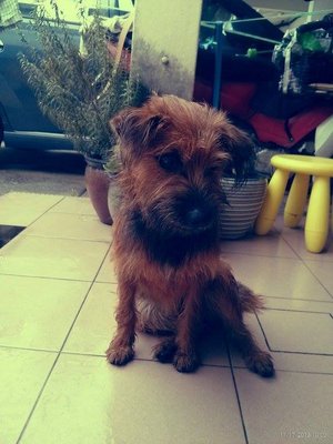 Brownie - Terrier Mix Dog