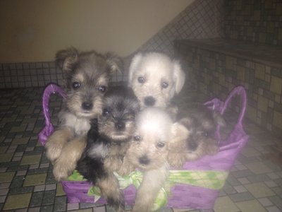 Mini Schnauzer Puppies // 8oct2013 - Schnauzer Dog