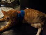 Yeh..  Supercat! 