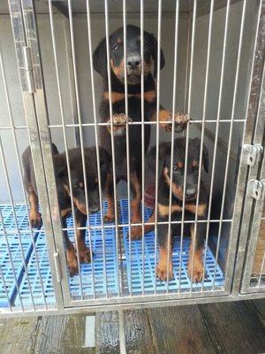 Rottweilers - Rottweiler Dog