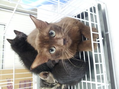 Brownie And Babies - Siamese Cat