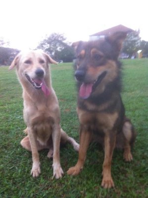 Wangwang - Mixed Breed Dog