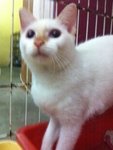 White Female Kitten - Domestic Short Hair Cat