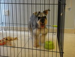 Auscar - Schnauzer Dog