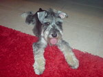 Auscar - Schnauzer Dog