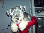 Auscar - Schnauzer Dog