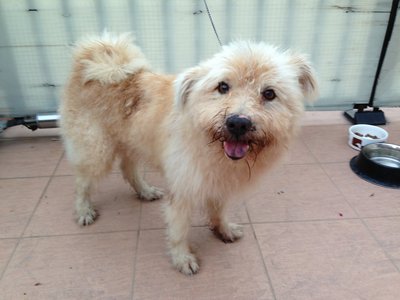 Teddy (He's Responding To It) - Mixed Breed Dog