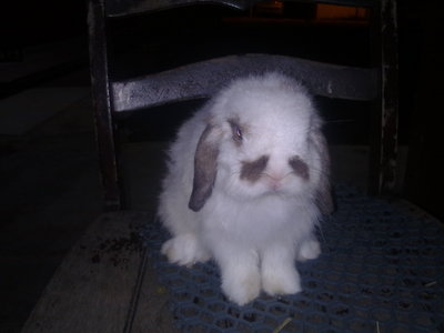 S1eb - Holland Lop Rabbit