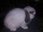 S1eb - Holland Lop Rabbit