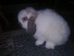 S1eb - Holland Lop Rabbit