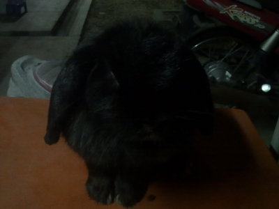 Spice-girl - Holland Lop Rabbit