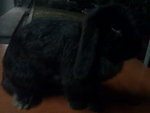 Spice-girl - Holland Lop Rabbit