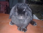 Spice-girl - Holland Lop Rabbit