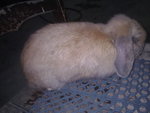 Glady's - Holland Lop Rabbit