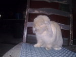 Glady's - Holland Lop Rabbit