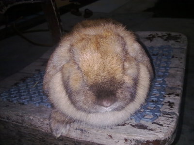 Sakura - Holland Lop Rabbit