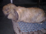 Sakura - Holland Lop Rabbit