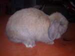 Sakura - Holland Lop Rabbit