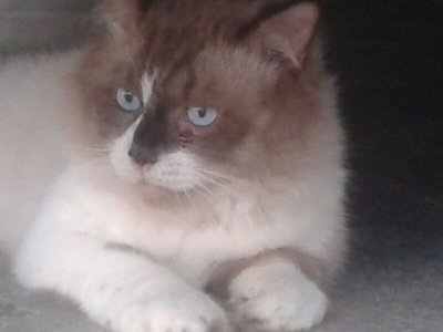 Kiko - Birman Cat