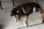 Found Husky in Taman Desa 