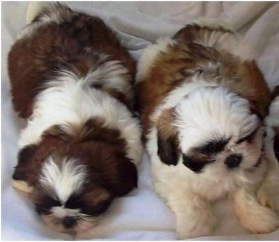 Shih Tzu Tricolor - Shih Tzu Dog