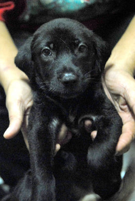 Puppies (Johor Bahru) - Mixed Breed Dog