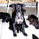 Puppies (Johor Bahru) - Mixed Breed Dog