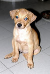 Puppies (Johor Bahru) - Mixed Breed Dog