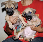 Puppies Johor Bahru - Mixed Breed Dog