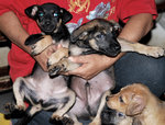 Puppies Johor Bahru - Mixed Breed Dog