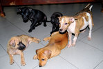 Puppies Johor Bahru - Mixed Breed Dog