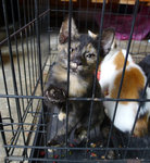 Mixed Colour Kittens - Domestic Short Hair Cat