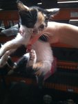 Mixed Colour Kittens - Domestic Short Hair Cat