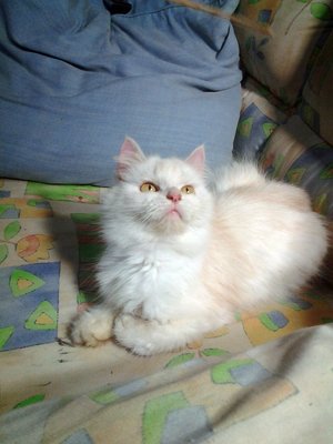 Snow Girl - Persian Cat