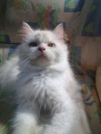 Snow Girl - Persian Cat