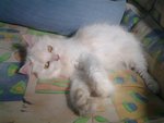 Snow Girl - Persian Cat