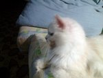 Snow Girl - Persian Cat