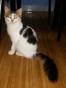 Mix Mainecoon (Memet) - Maine Coon + Persian Cat