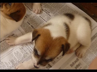 Boy-boy - Mixed Breed Dog