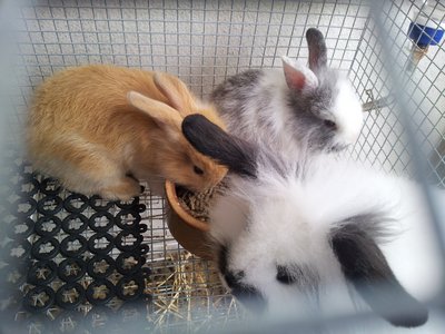 Anggora Rabbit - Angora Rabbit Rabbit