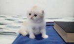 Loui - Persian Cat